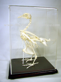 Educational Specimens Pigeon Skeleton Columba livia (Rock Dove) 51003